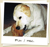 Fun / Misc.